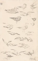 Studies of Gulls